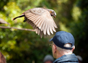 North Island Kaka at the Kaka Circus