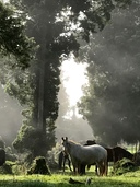 Horses @Pukatea Hill