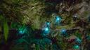 Glow Worm adventure - exclusive to park guests only