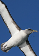 Bullers Albatross at sea