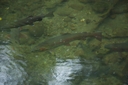 Deep breasted Rainbow Trout