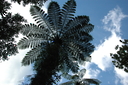 tree ferns abound