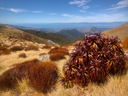 A stunted Dracophyllum tree above Tasman Bay.