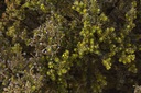 Bowen Bush is a great introduction to Alpine flora