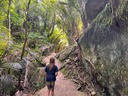 Rocks and Rainforest