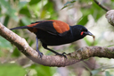 Rare Saddleback (Tieke)