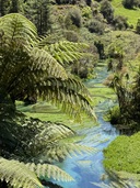 Serene waters of the Blue Spring, Te Waihou Walkway