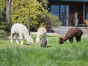 Alpacas