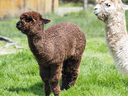 Alpacas