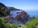 Pohutukawa tree on the west coast