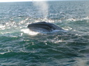 Whales are seen on an incredible 75% of trips!