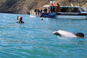 Cruise in sheltered Akaroa Harbour.