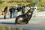 Viewing a New Zealand sealion.