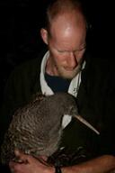 Atu, the Great Spotted Kiwi. Daily in the nocturnal house.