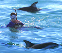 Swimming With Dolphins (Flipper)