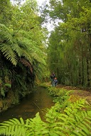 The track follows a man-made weir through native bush