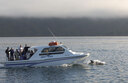 Dolphins in Queen Charlotte Sound