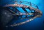 The Coral encrusted bow of the Rainbow Warrior.