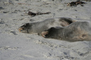 Sealion snooze