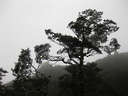 Beech trees along the Silica Rapids walk