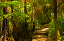 Boardwalk - Okura Bush