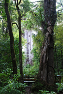 Tane Mahuta, God of the Forest