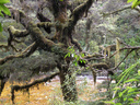 Tree - Oparara Basin