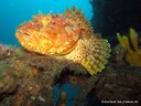 Scorpion fish