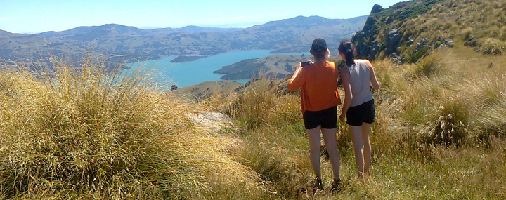 Top of the hills at 700 meters on the crater rim of Akaroa extinct volcano.