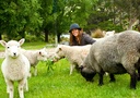 Friendly pet sheep asking to be fed by your hand