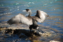 Pied cormorant resting on the rocks