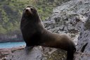 New Zealand fur seals chillin on the rocks